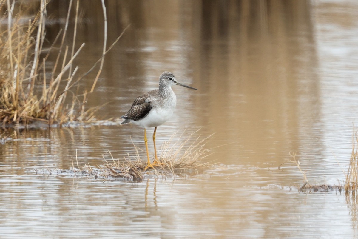 Greater Yellowlegs - ML639711549