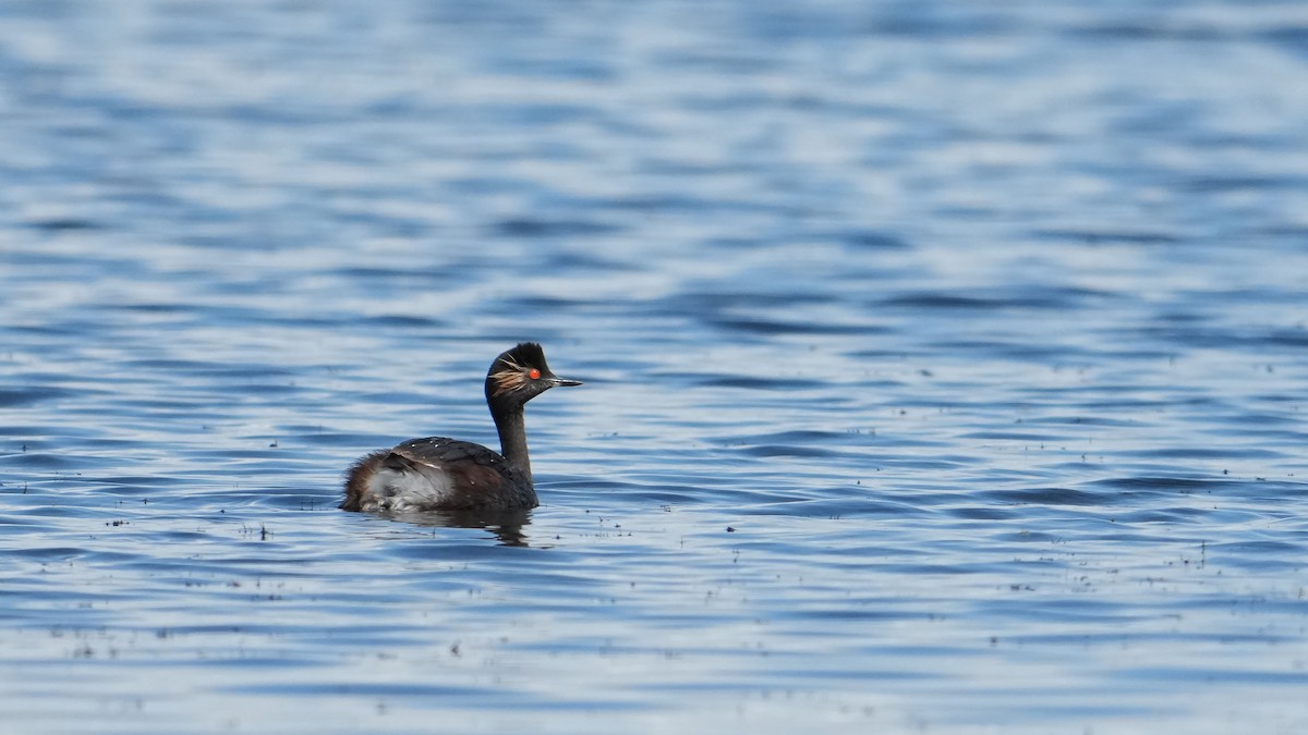 Eared Grebe - ML639711568