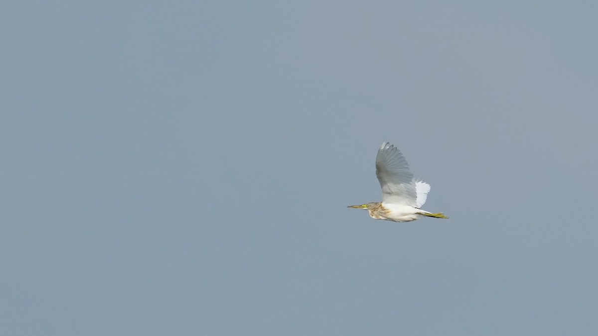 Squacco Heron - ML639711595