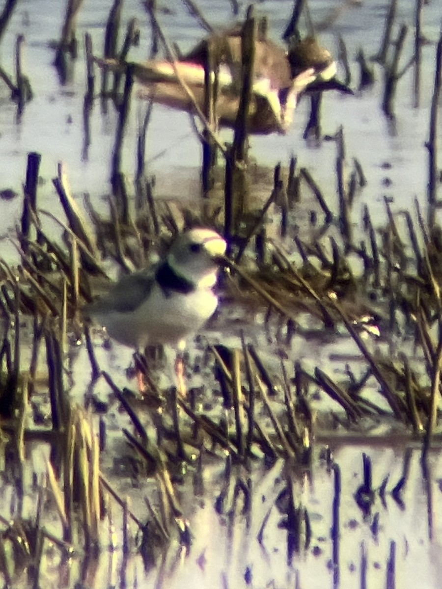 Piping Plover - ML639711619