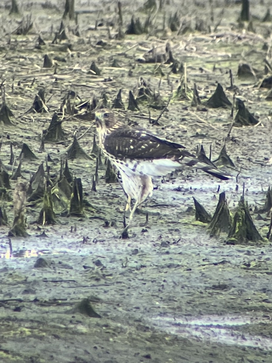 Cooper's Hawk - ML639711629