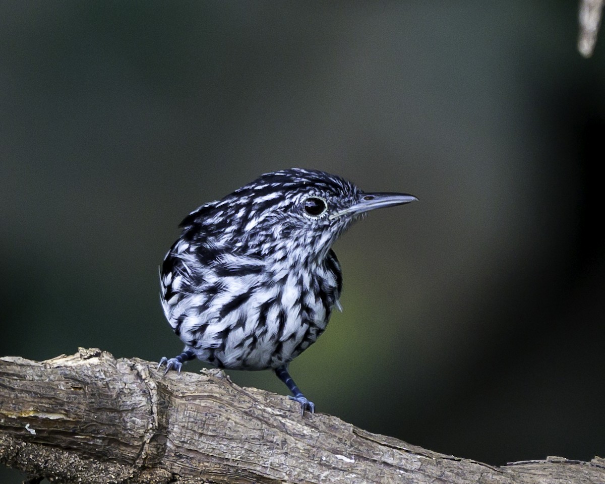 Amazonian Streaked-Antwren - ML639711649