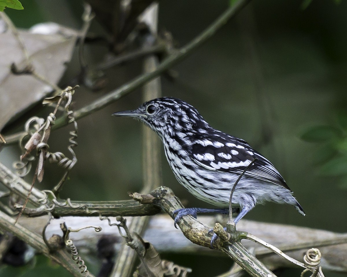 Amazonian Streaked-Antwren - ML639711650
