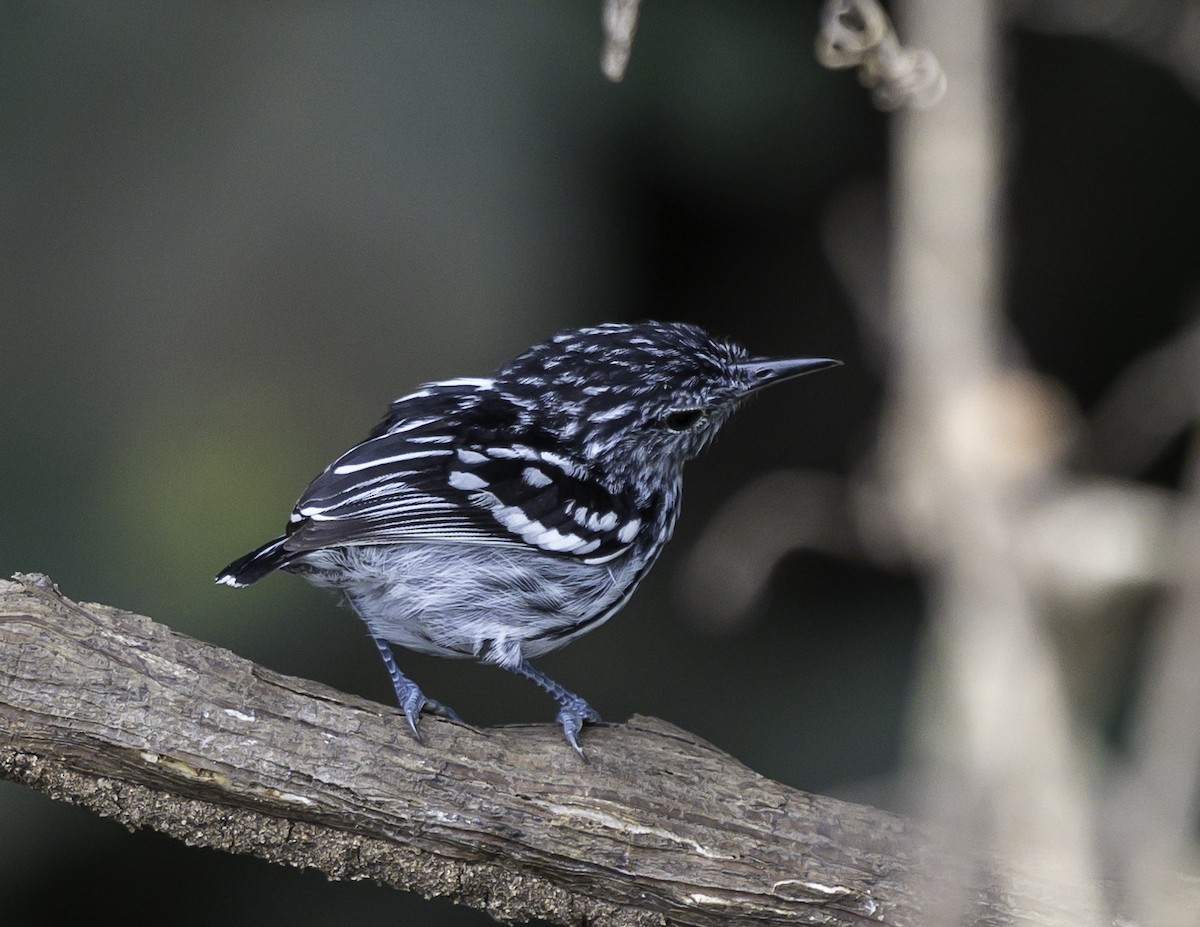 Amazonian Streaked-Antwren - ML639711651