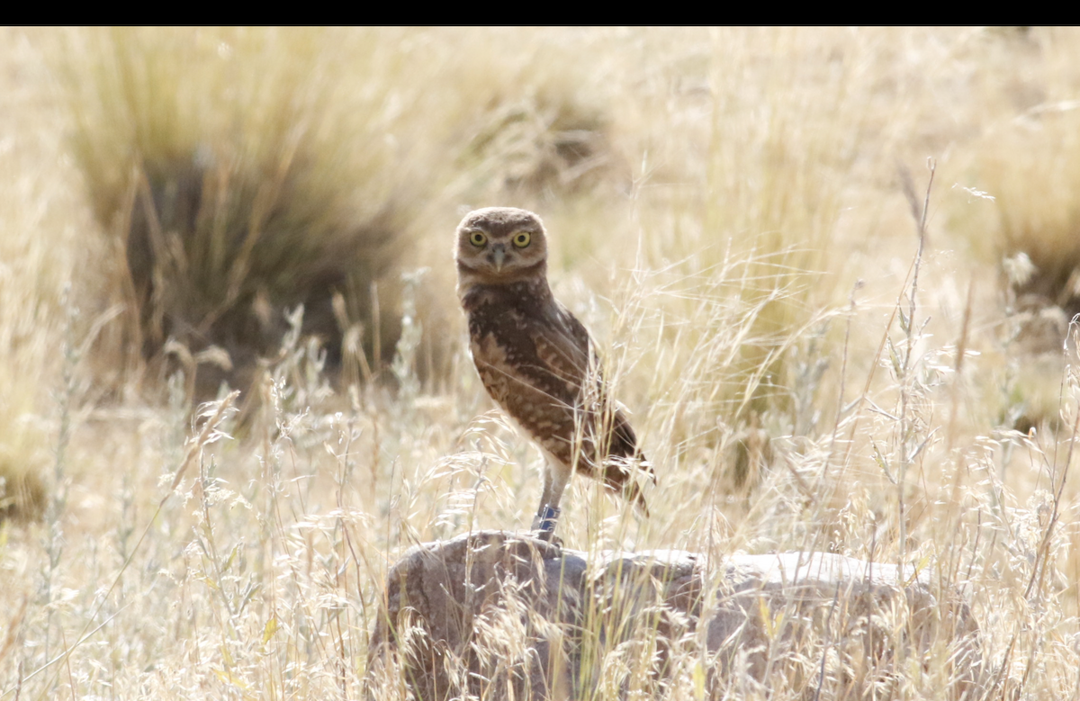 Burrowing Owl - ML639711659