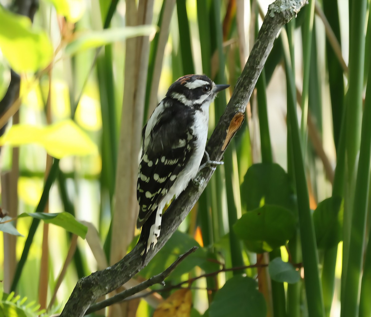 Downy Woodpecker - ML639711660