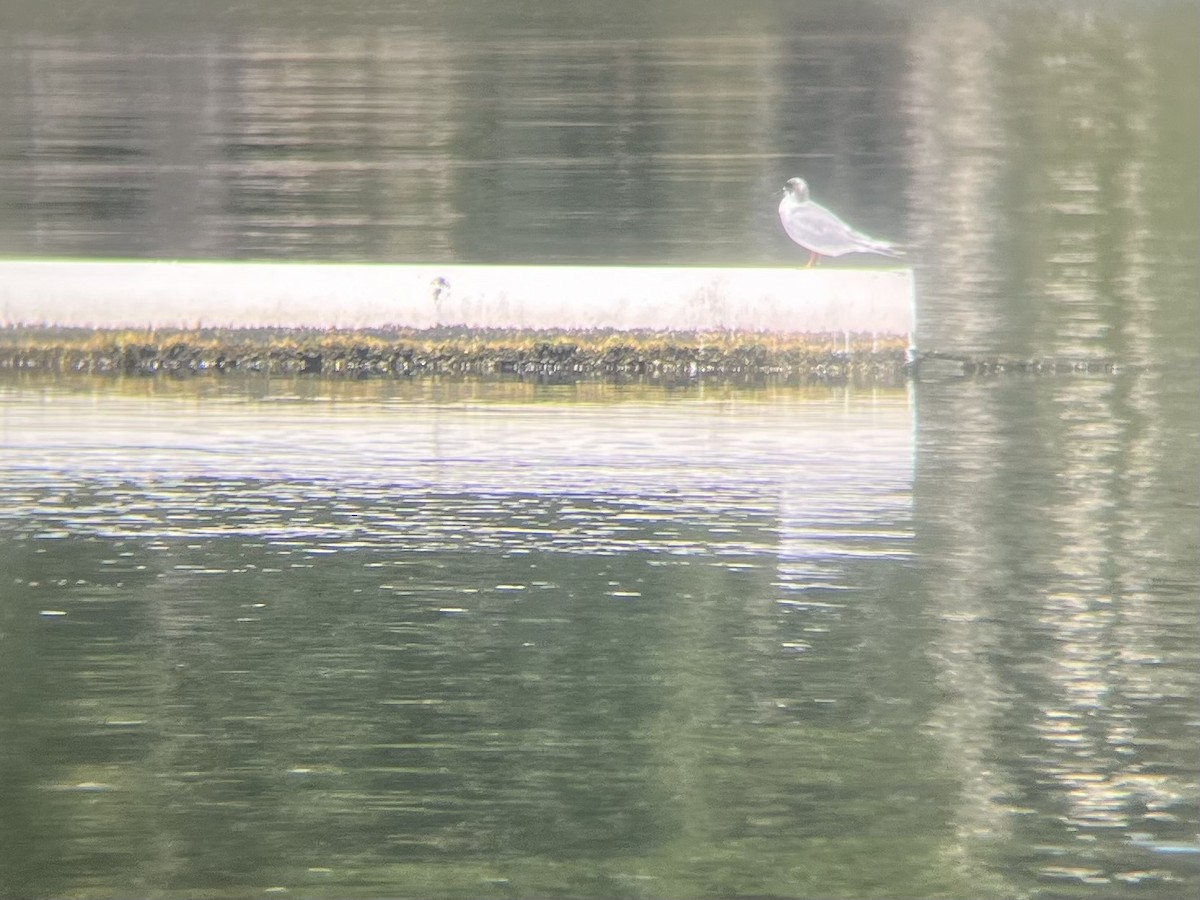 Forster's Tern - ML639711661