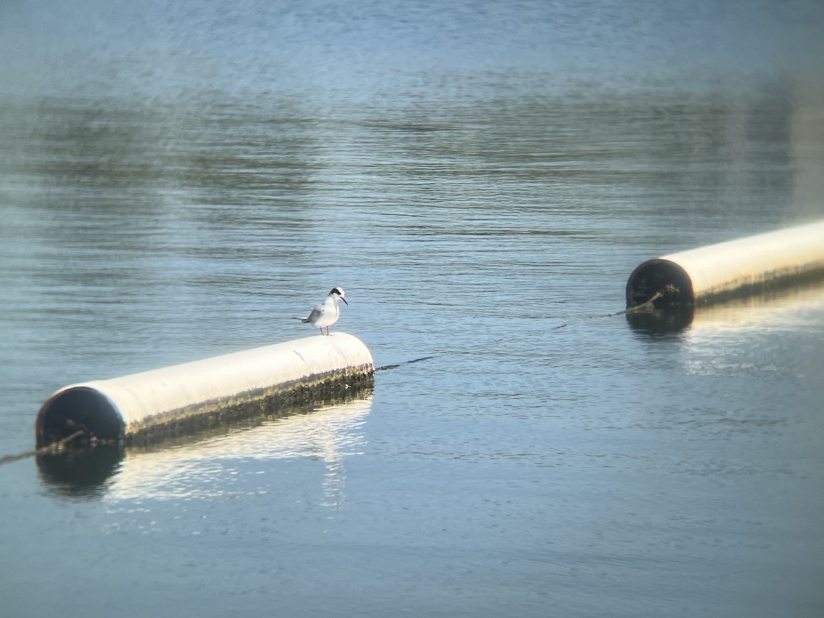 Forster's Tern - ML639711662