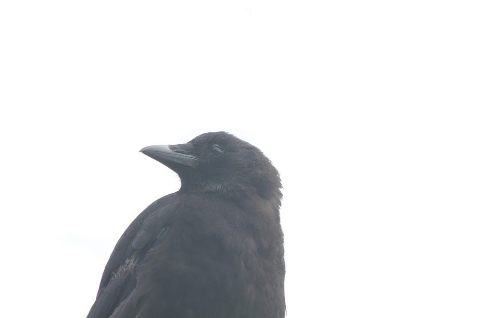 American Crow - ML639711663