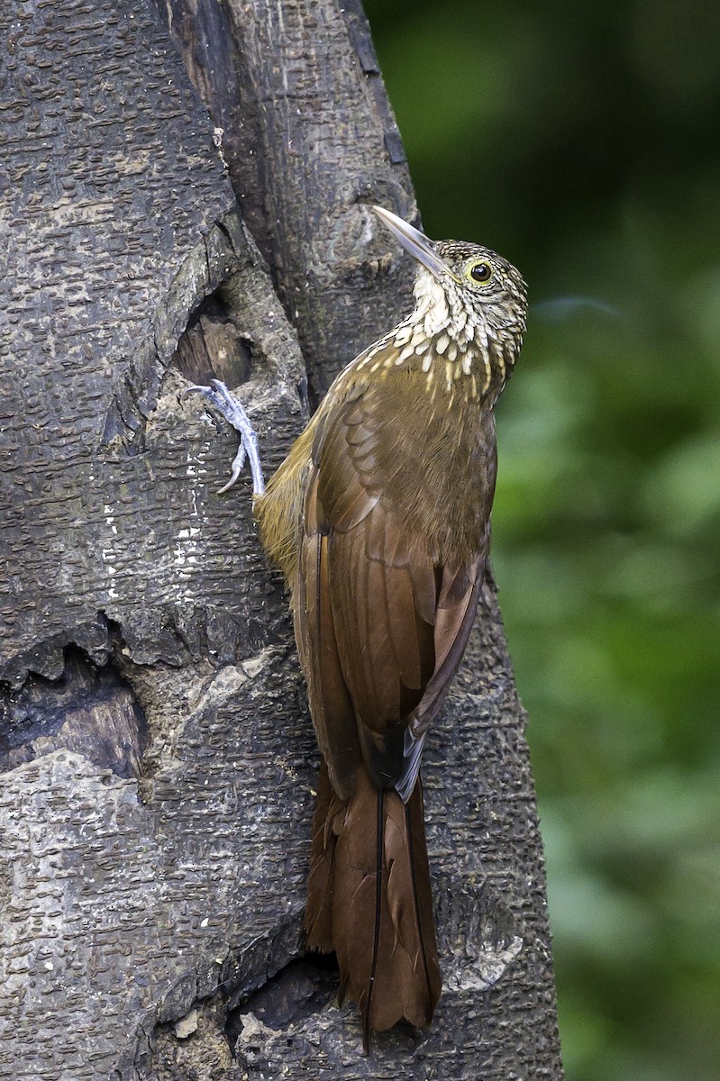 Zimmer's Woodcreeper - ML639711665