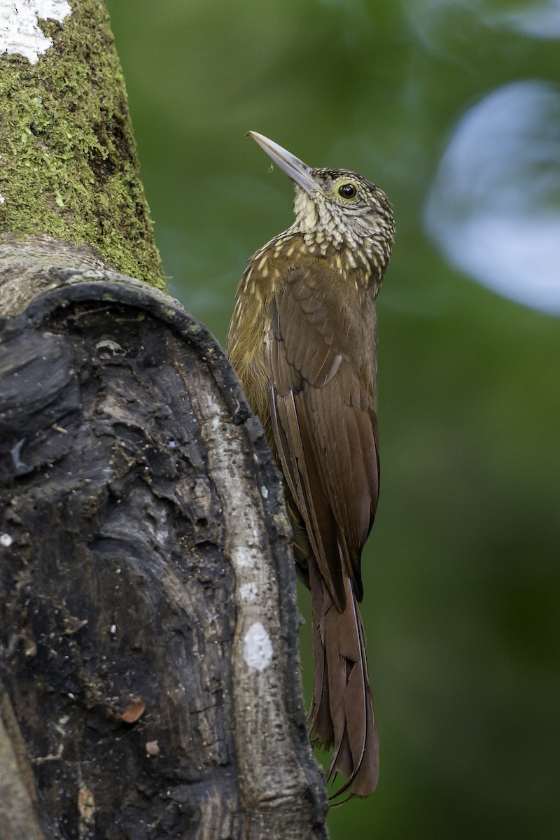 Zimmer's Woodcreeper - ML639711668