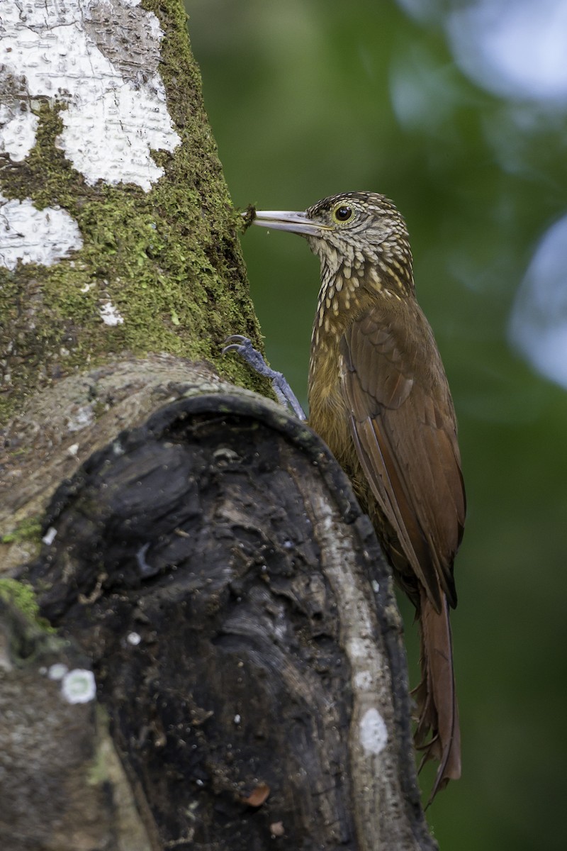 Zimmer's Woodcreeper - ML639711669
