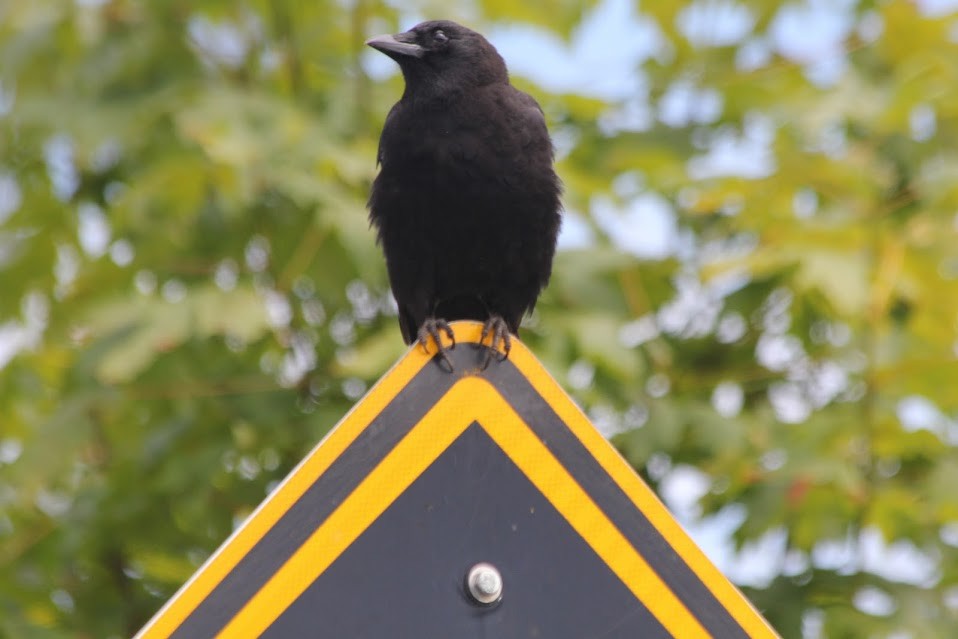 American Crow - ML639711671