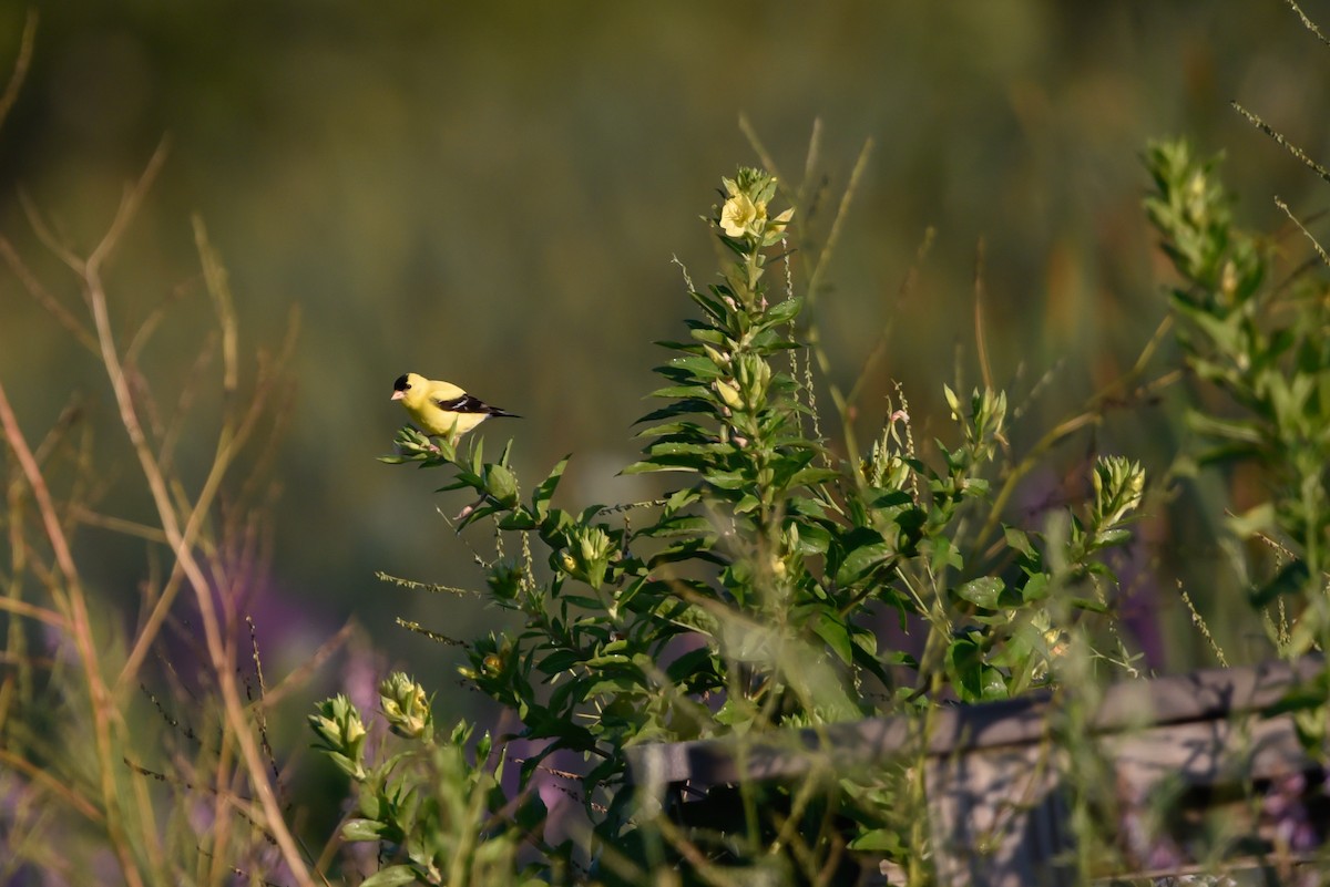 American Goldfinch - ML639711674