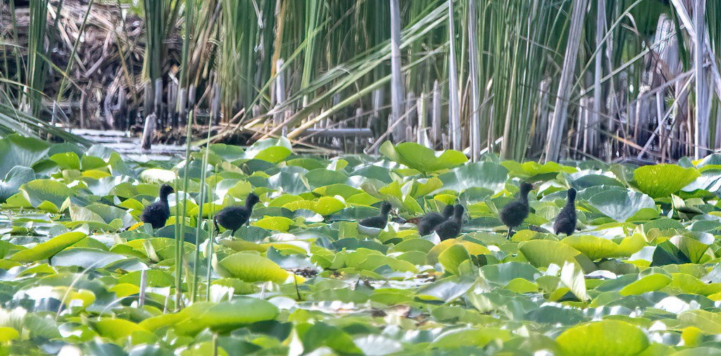 Common Gallinule - ML639711675
