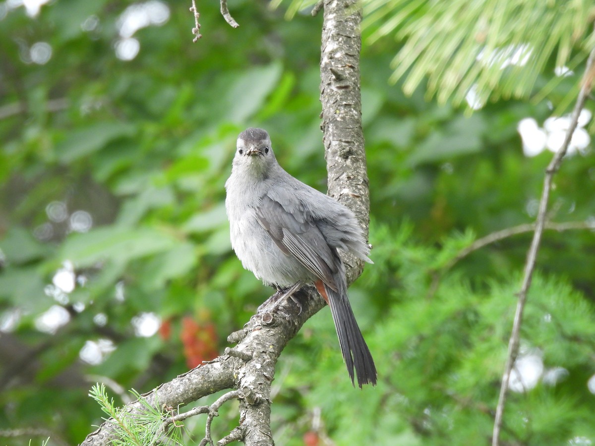 Gray Catbird - ML639711680