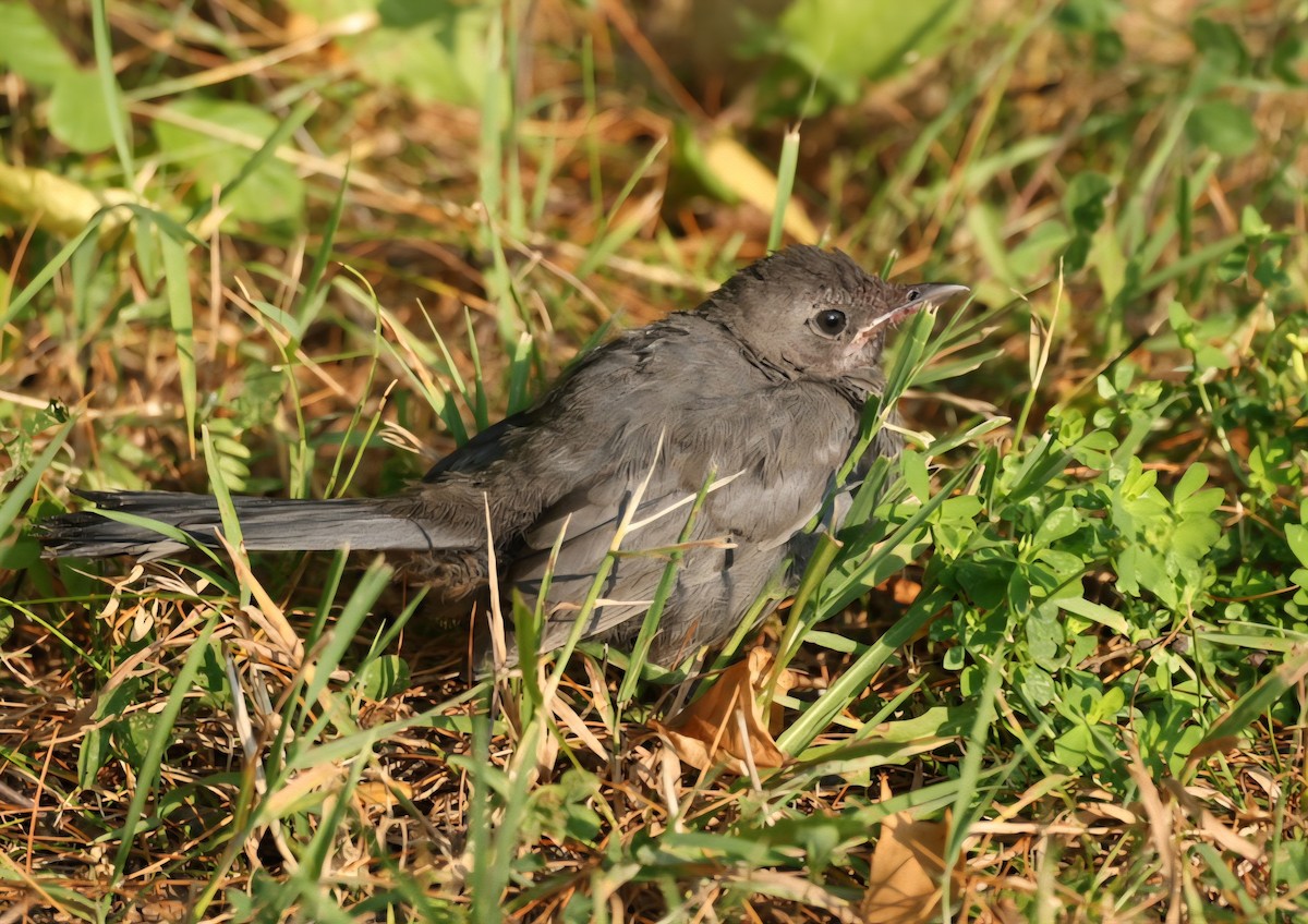 Gray Catbird - ML639711682