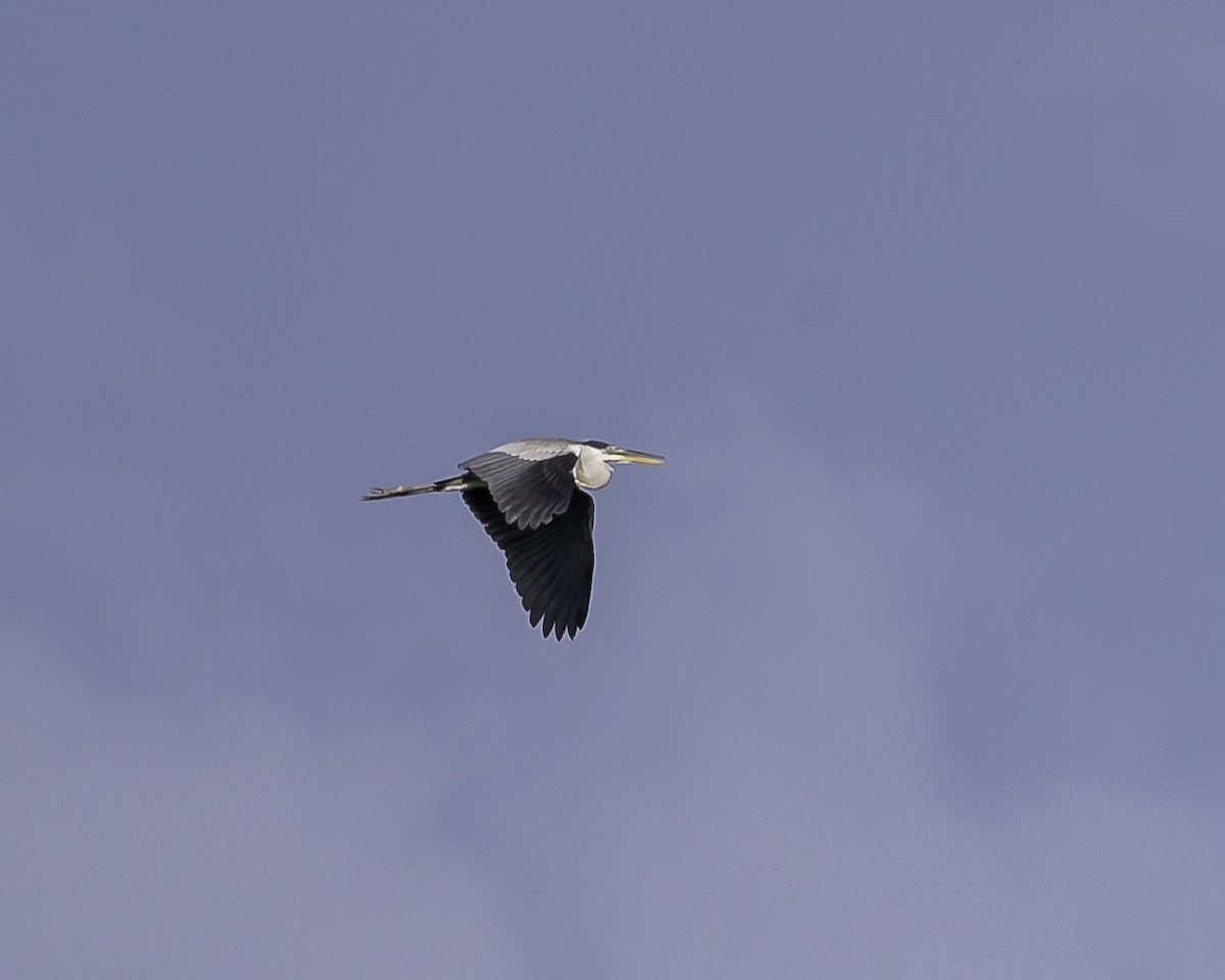 Cocoi Heron - ML639711686