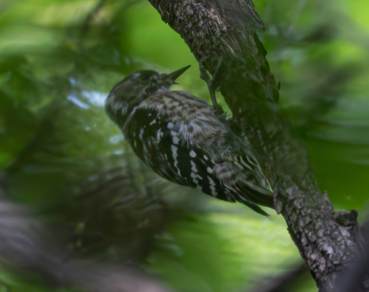 Japanese Pygmy Woodpecker - ML639711690