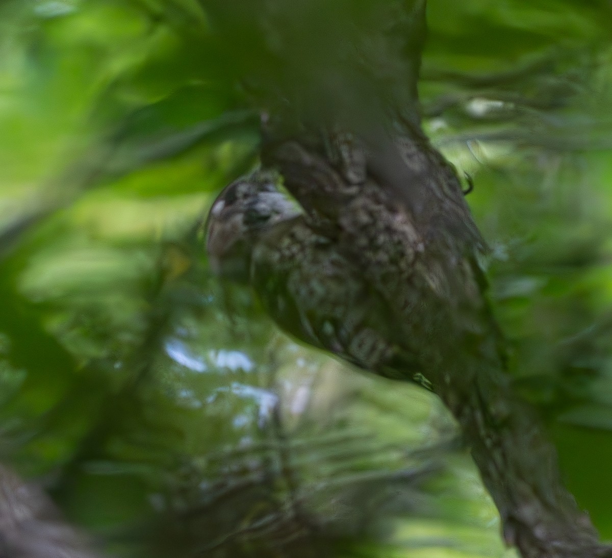 Japanese Pygmy Woodpecker - ML639711691