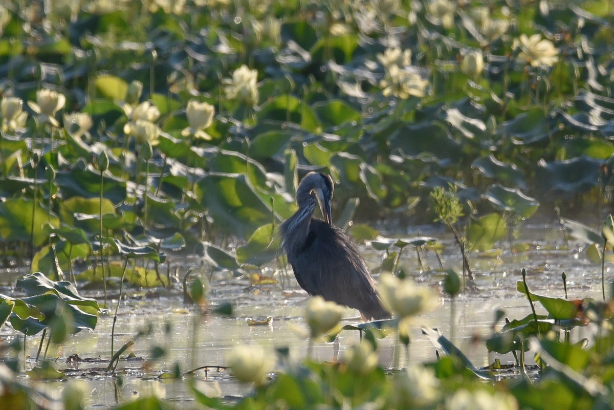 Great Blue Heron - ML639711692