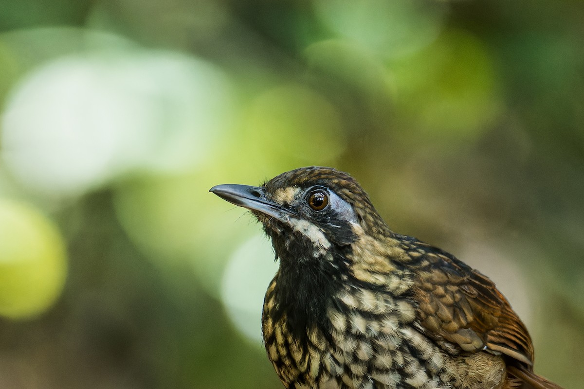 Black-throated Wren-Babbler - ML639711693