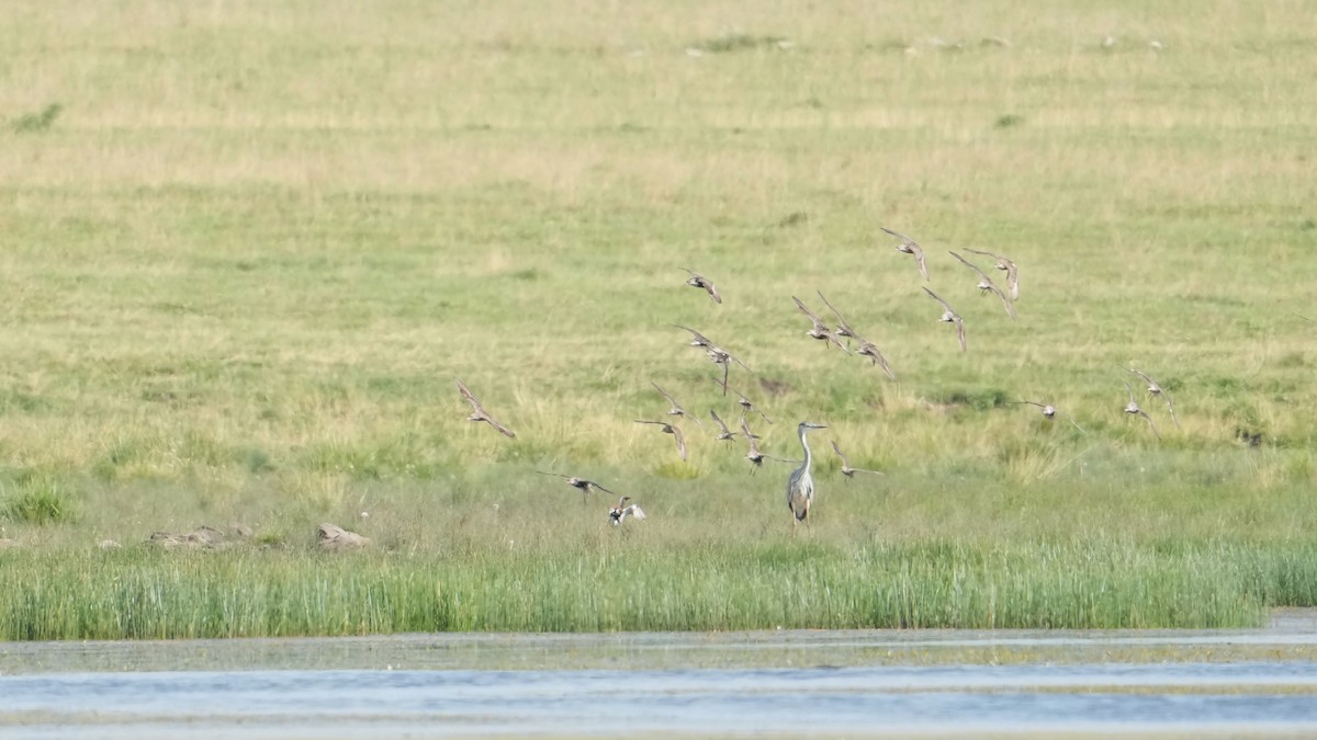 Gray Heron - ML639711699