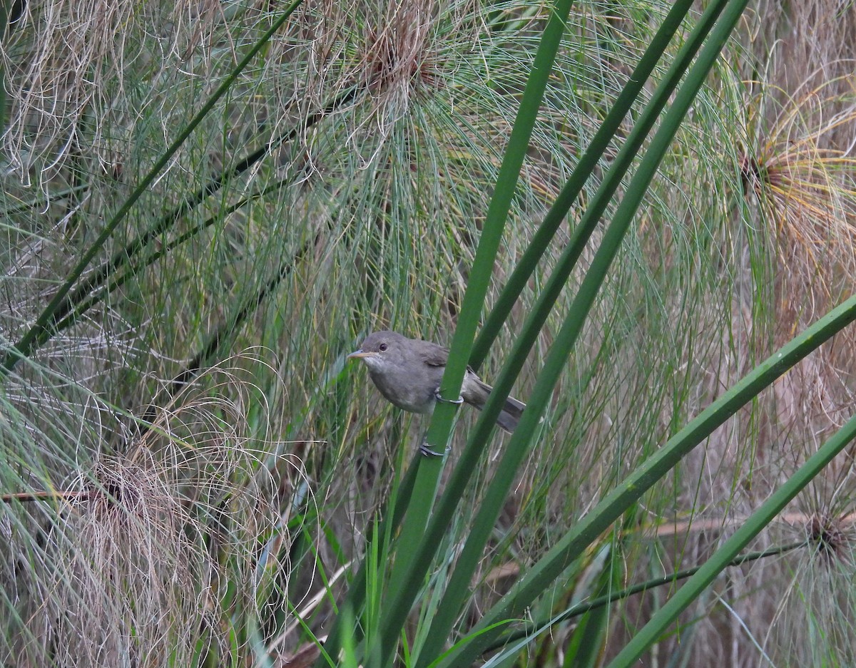 Greater Swamp Warbler - ML639711703