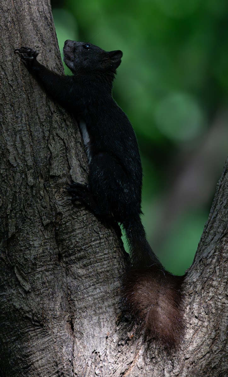 動物界 - ML639711705
