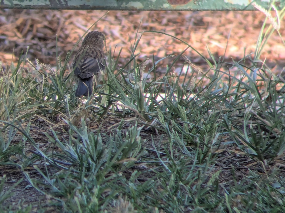 Dark-eyed Junco (Oregon) - ML639711706
