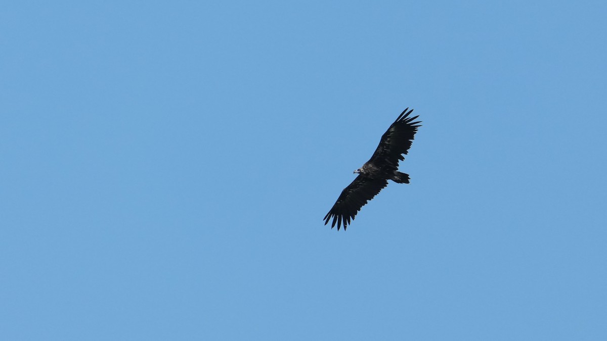 Cinereous Vulture - ML639711712