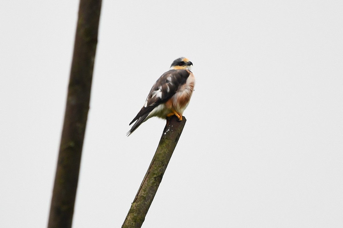 Pearl Kite - ML639711741