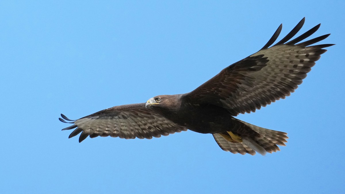 Common Buzzard - ML639711743