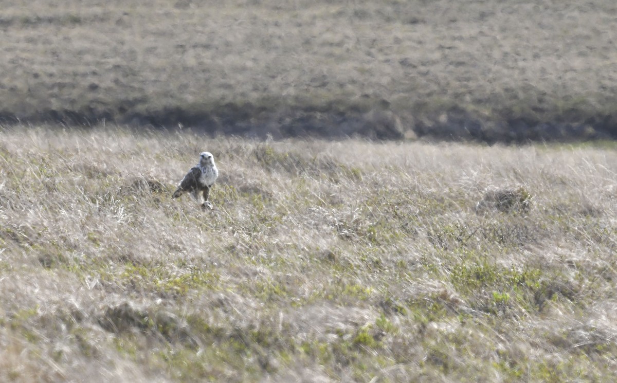 Rough-legged Hawk - ML639711778