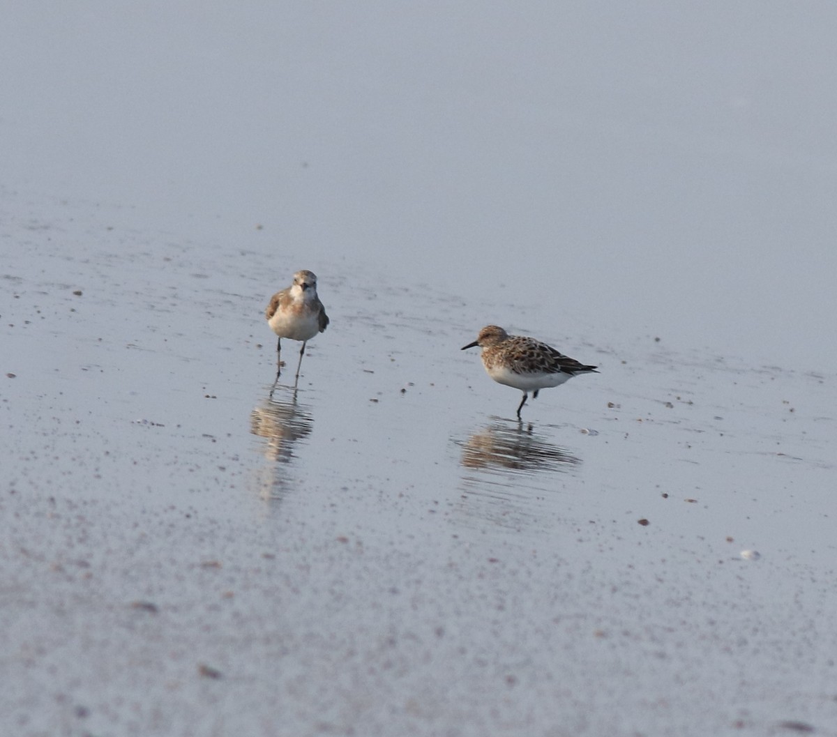 Sanderling - ML639711796