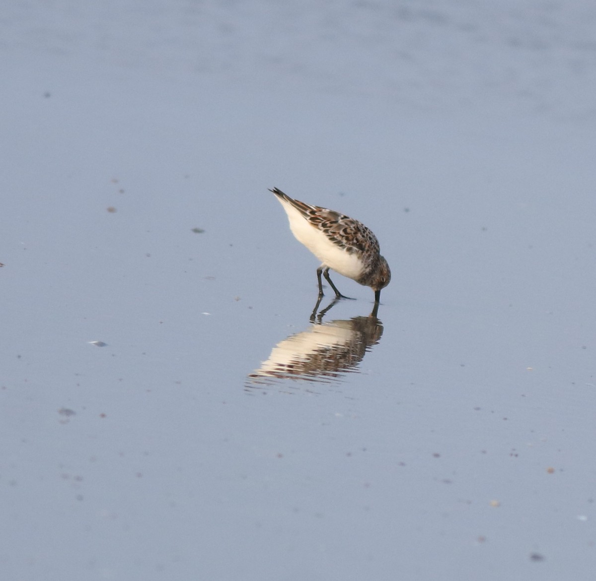 Sanderling - ML639711799