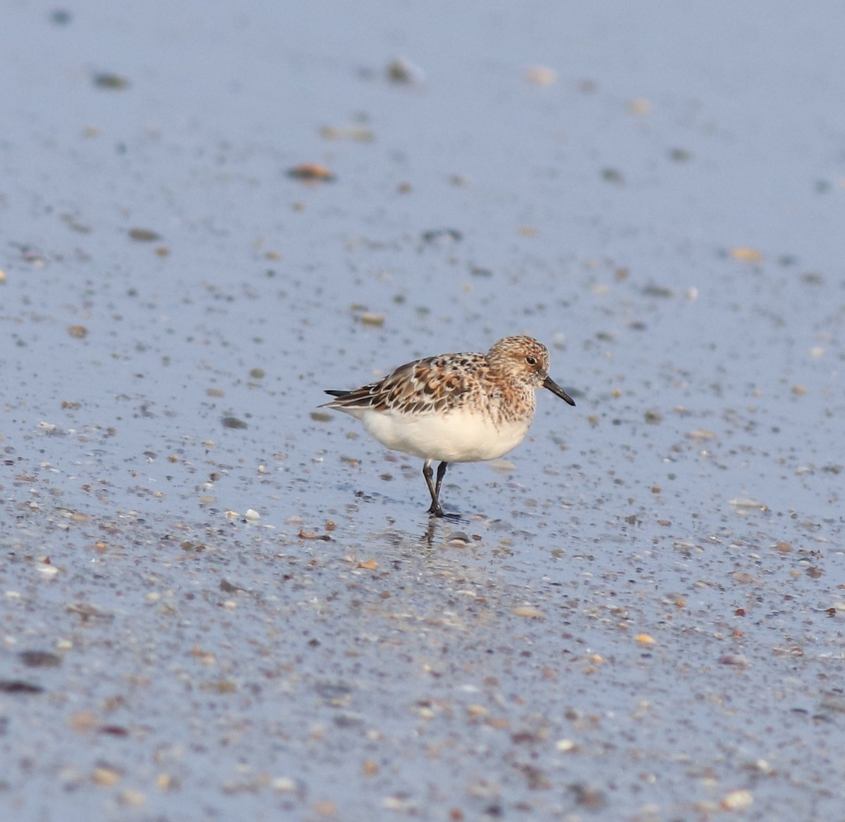 Sanderling - ML639711802