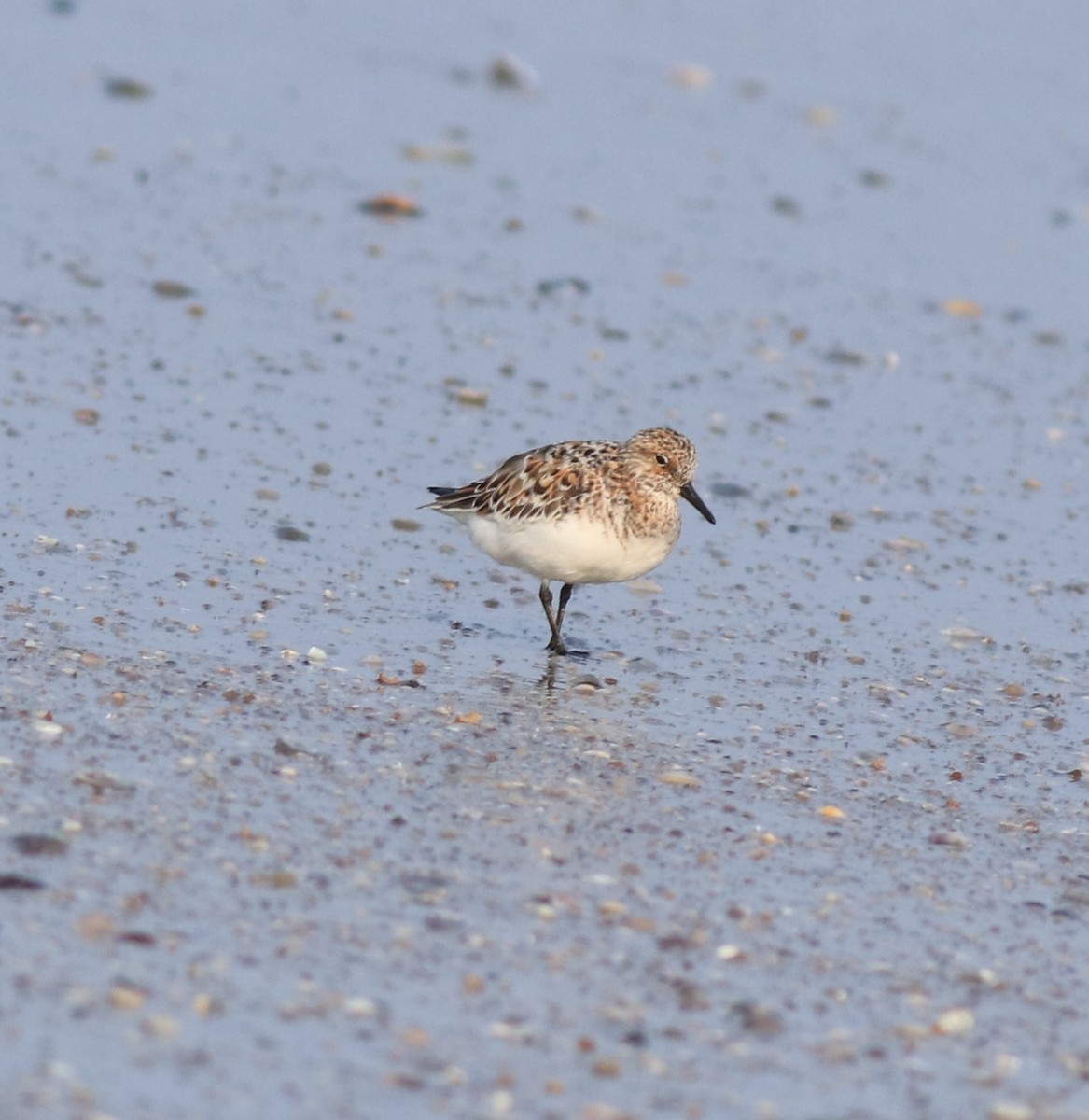 Sanderling - ML639711803