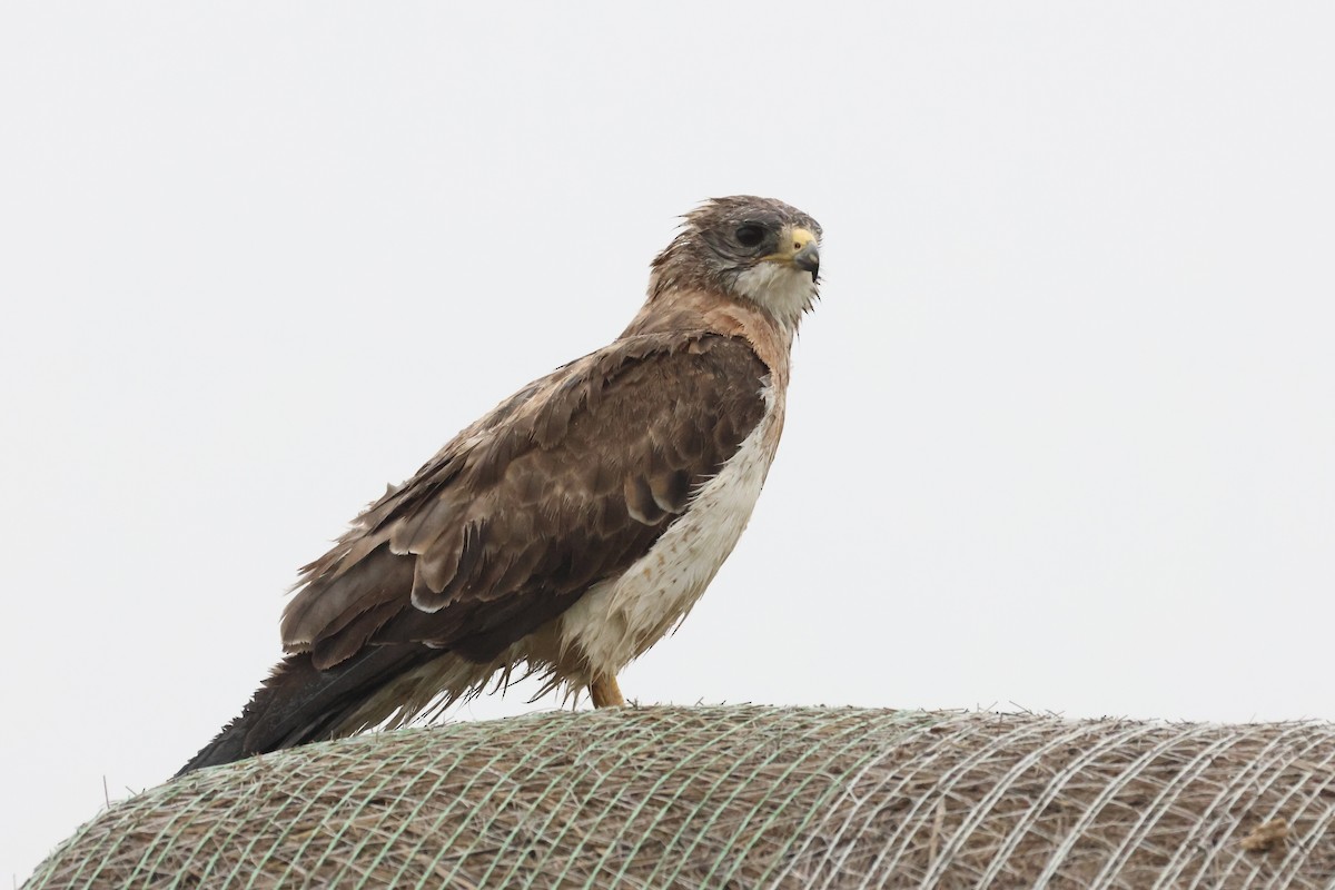 Swainson's Hawk - ML639711881