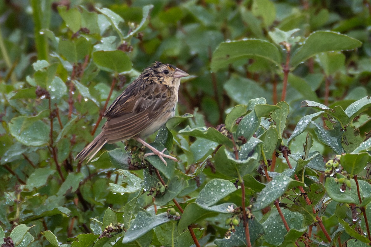 Grasshopper Sparrow - ML639711904
