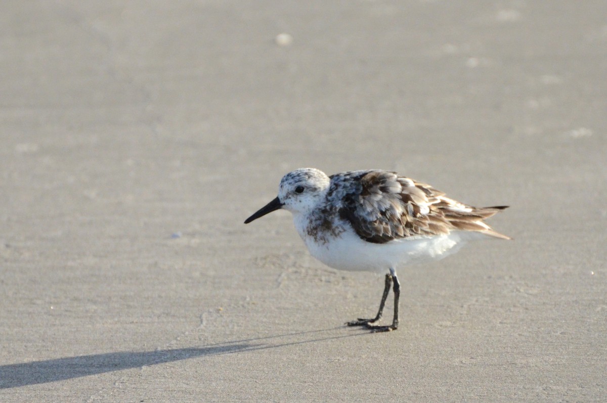 Sanderling - ML639711930