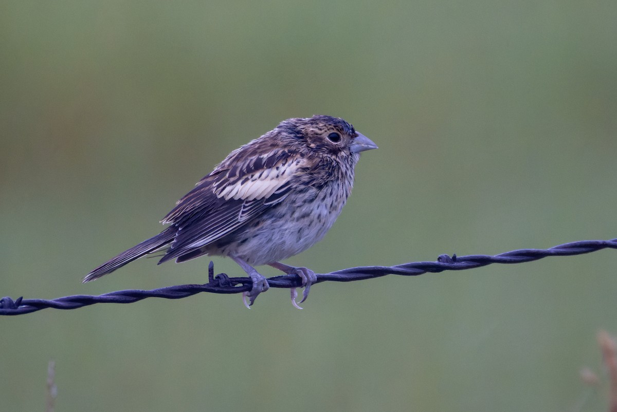 Lark Bunting - ML639711935