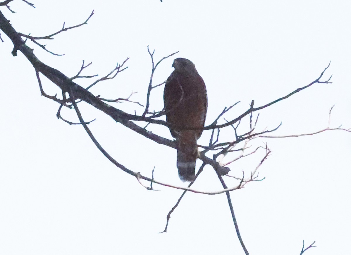 Red-shouldered Hawk - ML639711945