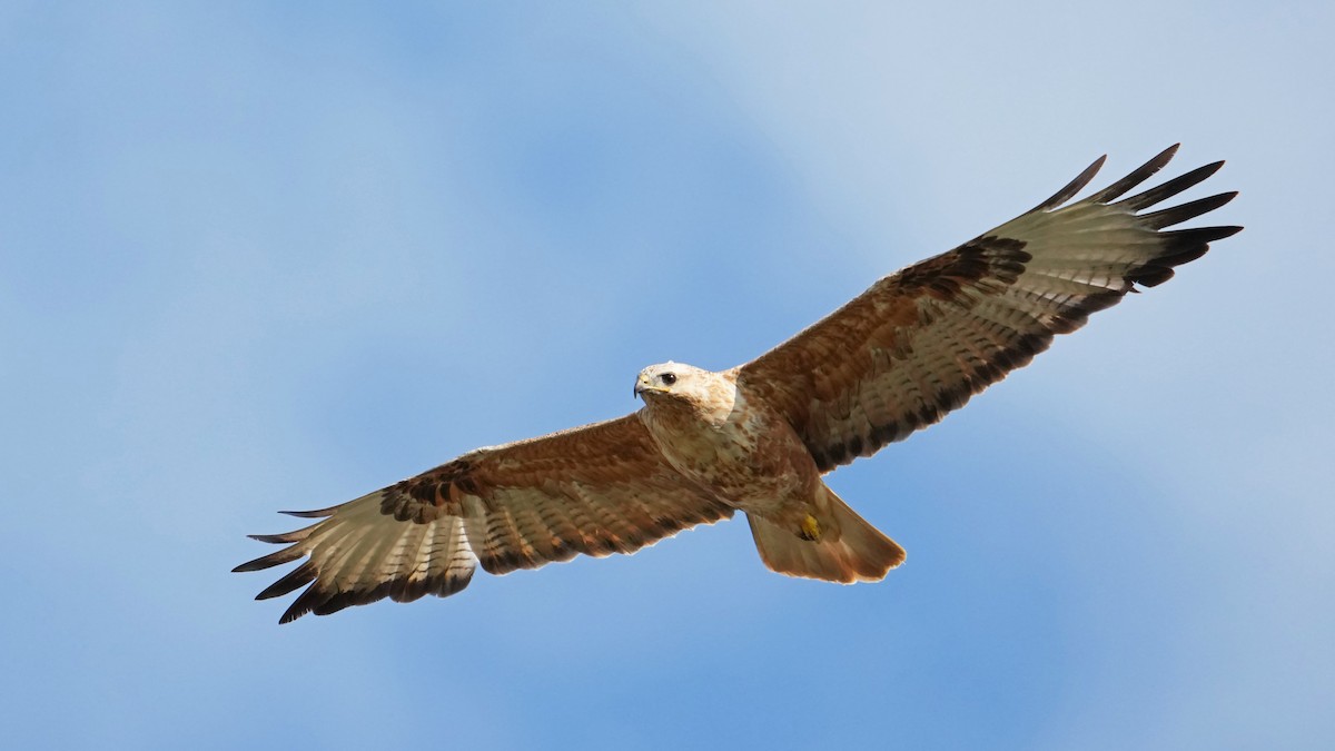 Long-legged Buzzard - ML639711973