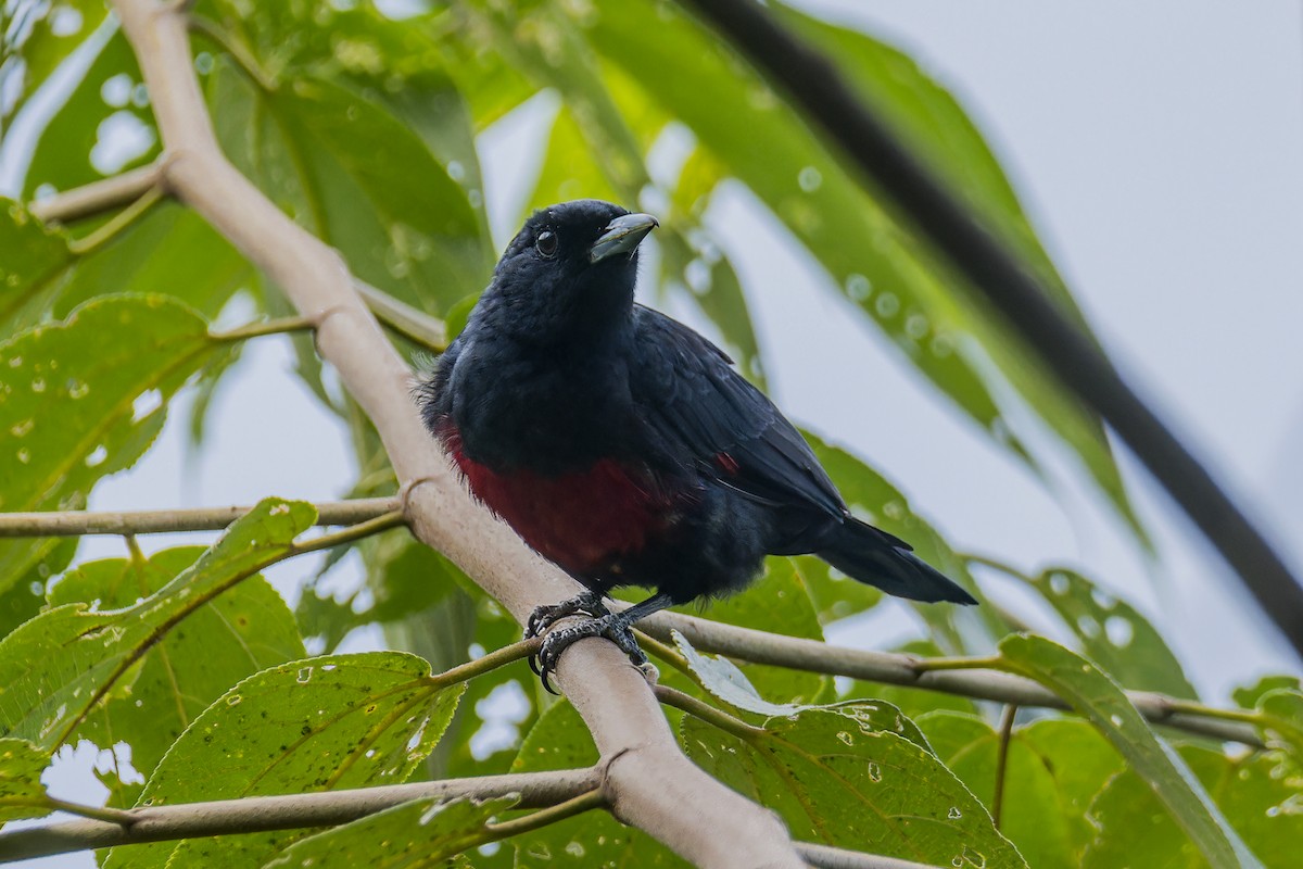 Black-and-crimson Oriole - ML639711989