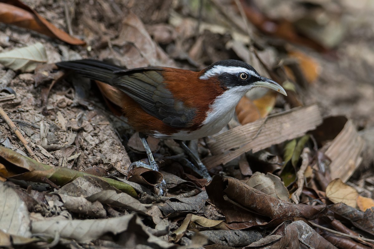 Sunda Scimitar-Babbler - ML639711997