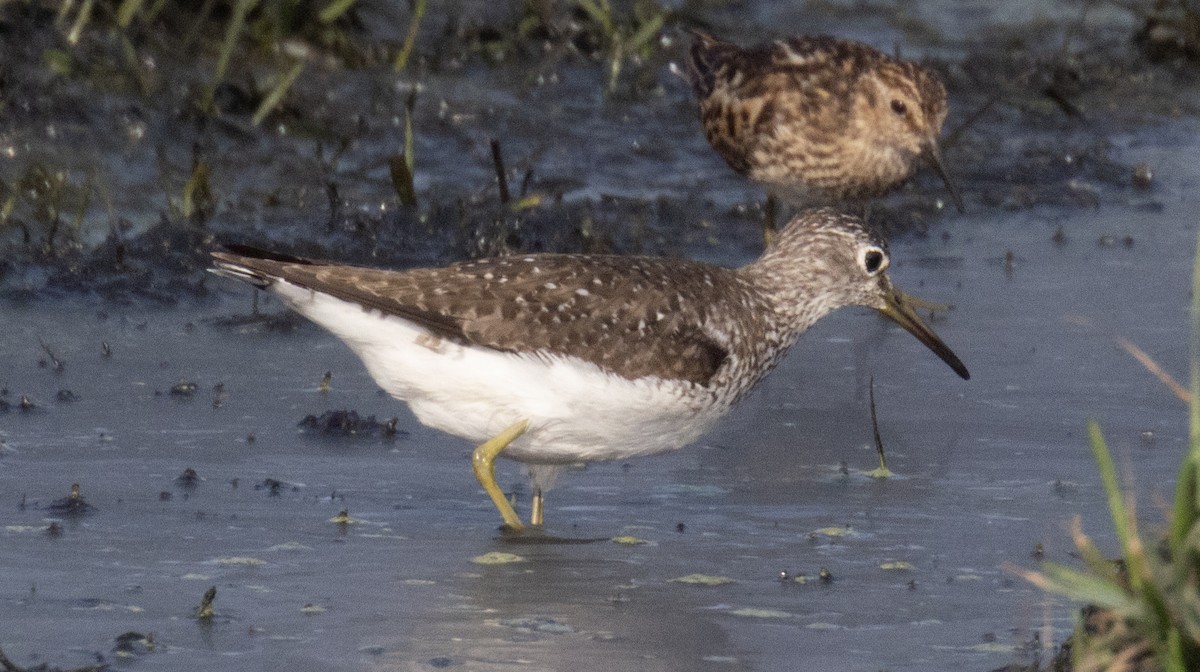 Solitary Sandpiper - ML639712034