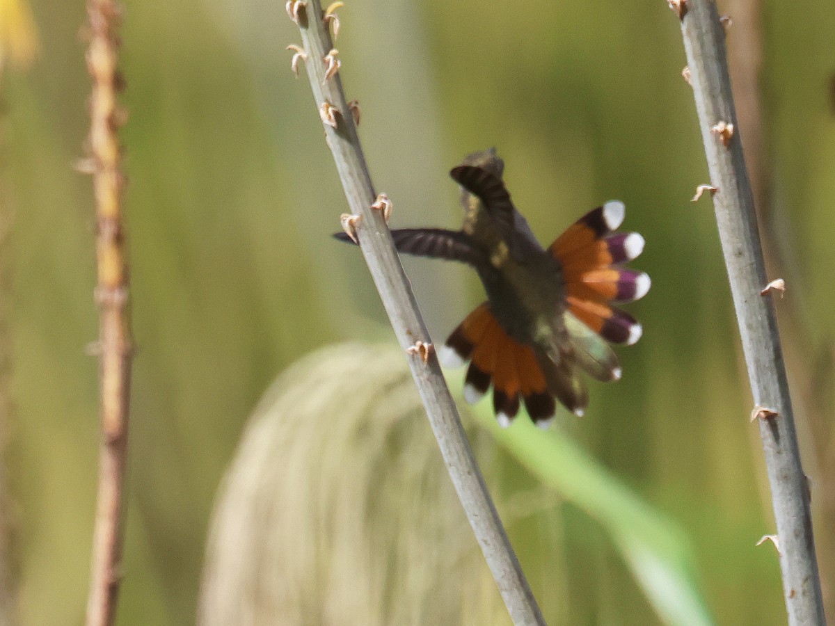 Ruby-topaz Hummingbird - ML639712044