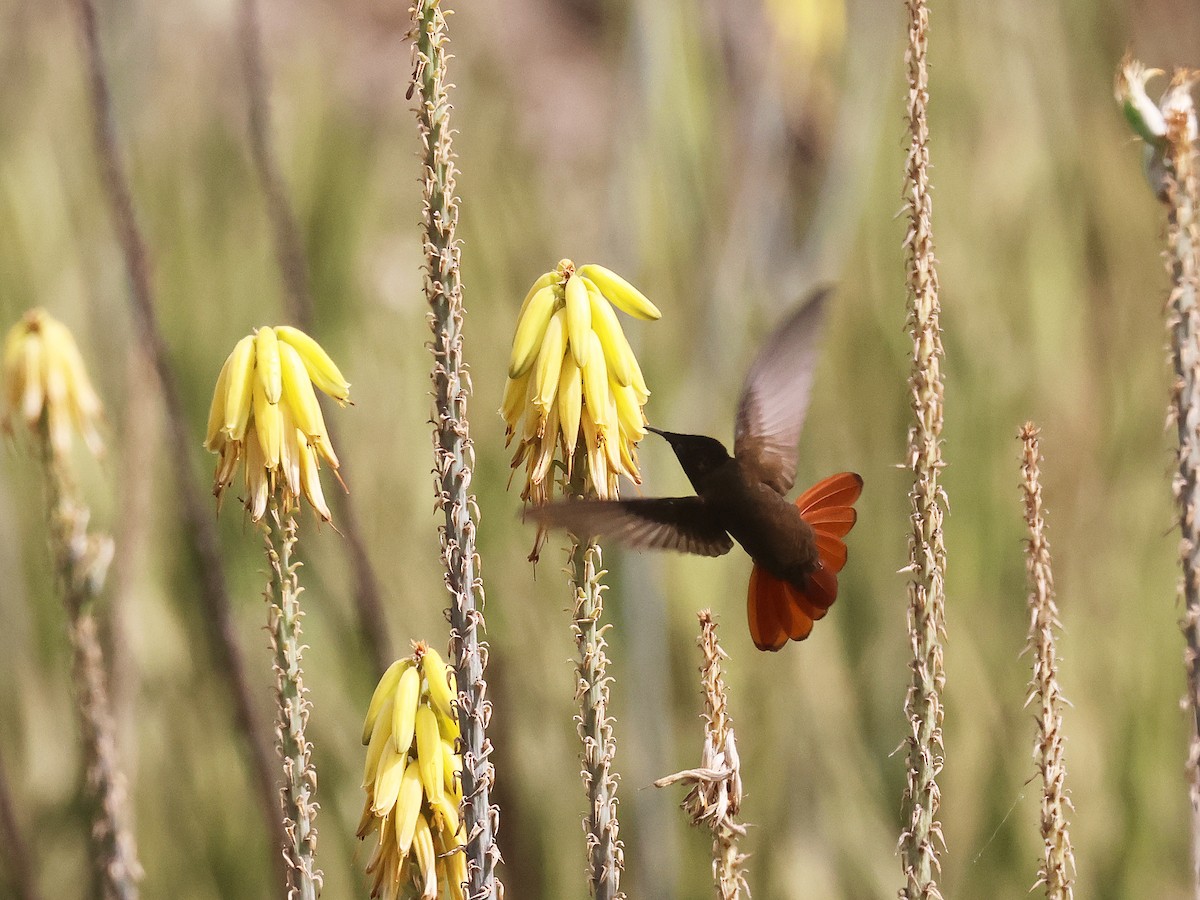 Ruby-topaz Hummingbird - ML639712045