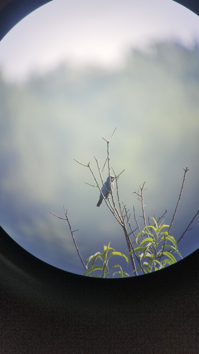Blue Grosbeak - ML639712049